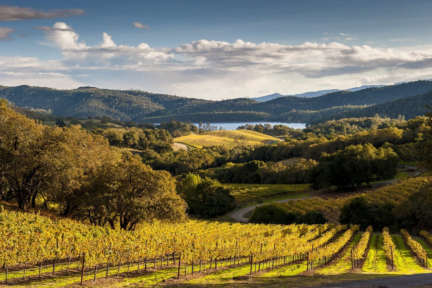 Napa Valley vinicola estados unidos