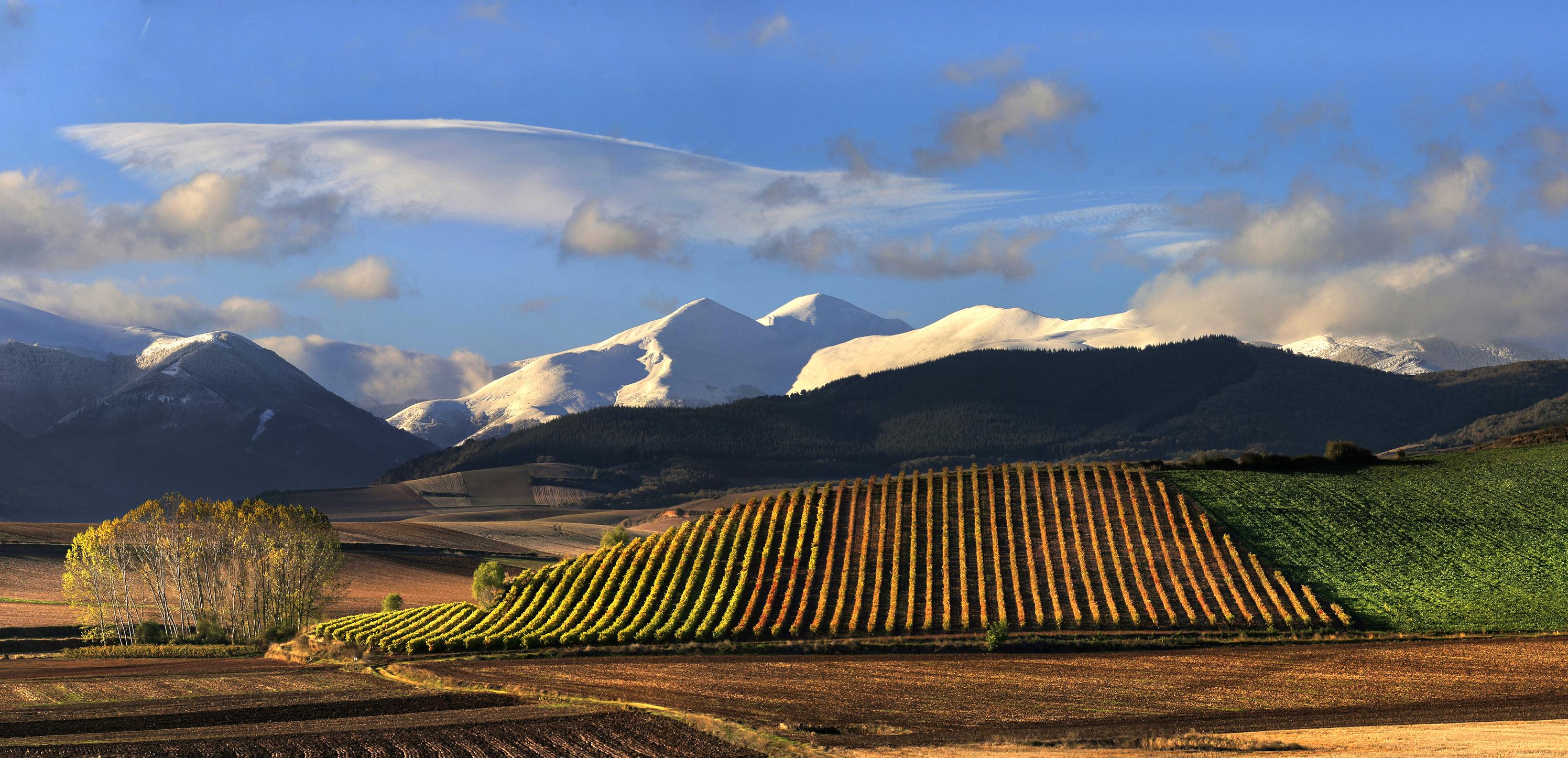 la rioja vinicola espanha