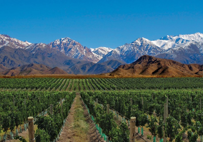 mendonza argentina vinicola